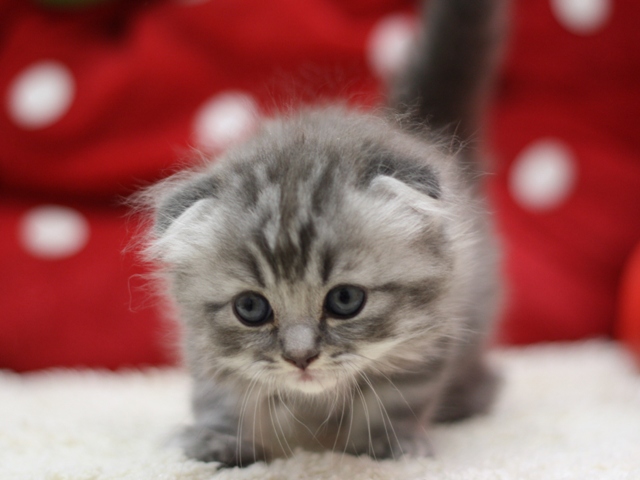 スコティッシュフォールドの子猫画像