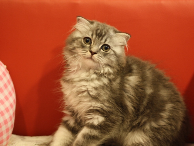 スコティッシュフォールドの子猫画像