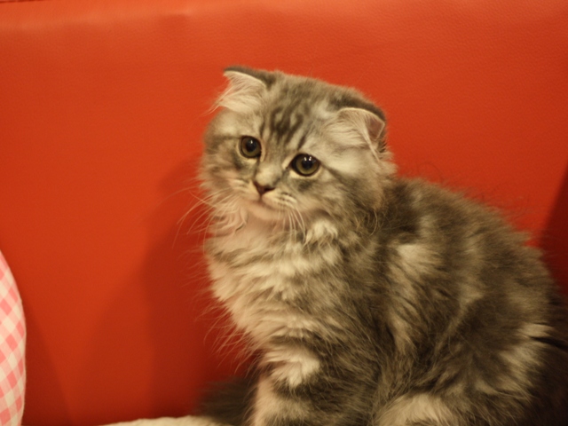 スコティッシュフォールドの子猫画像
