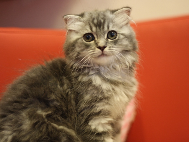 スコティッシュフォールドの子猫画像