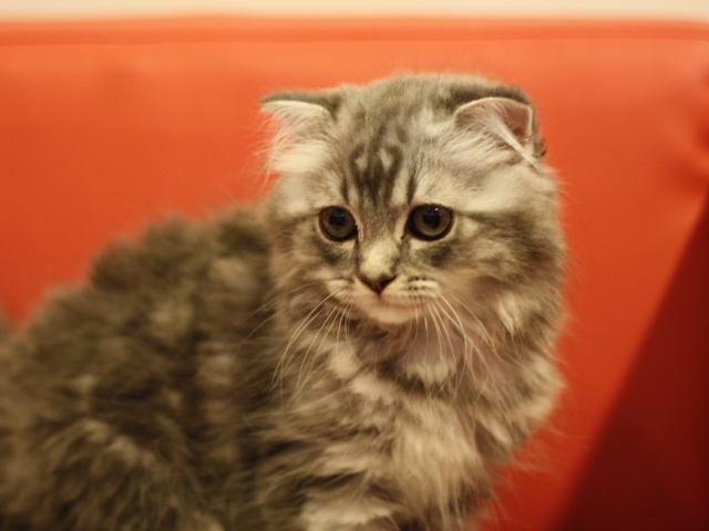 スコティッシュフォールドの子猫画像