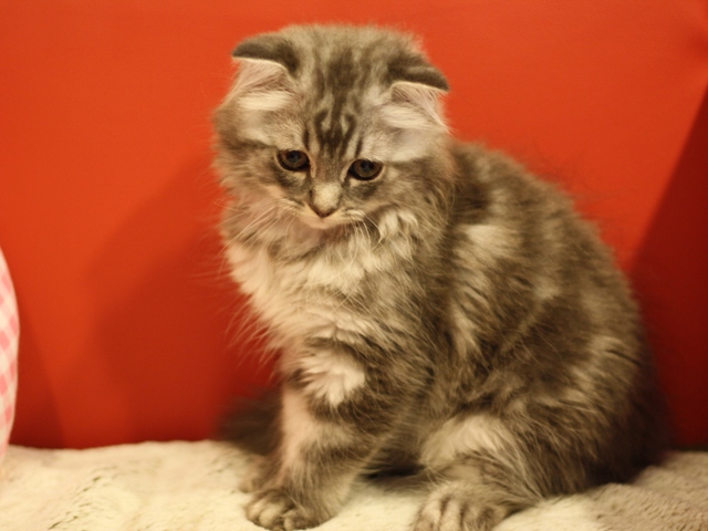 スコティッシュフォールドの子猫画像