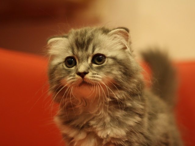 スコティッシュフォールドの子猫画像