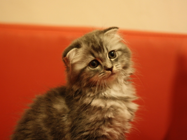 スコティッシュフォールドの子猫画像