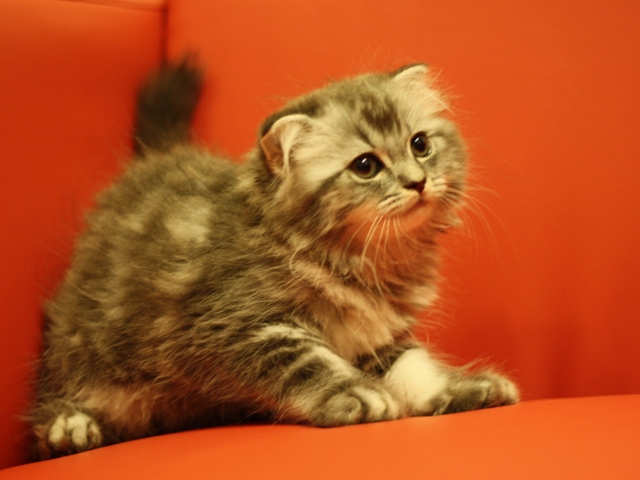 スコティッシュフォールドの子猫画像