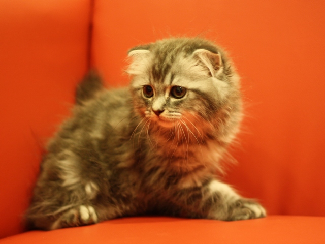スコティッシュフォールドの子猫画像