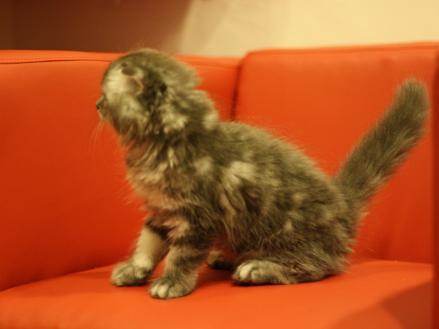 スコティッシュフォールドの子猫画像