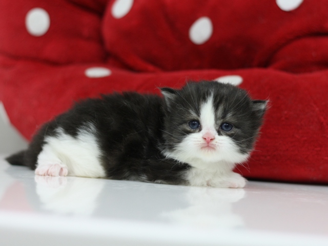 スコティッシュフォールドの子猫画像