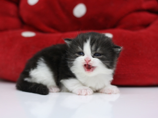 スコティッシュフォールドの子猫画像