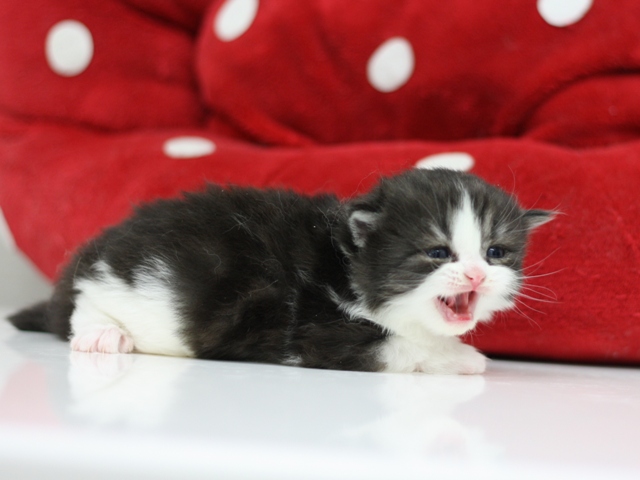 スコティッシュフォールドの子猫画像
