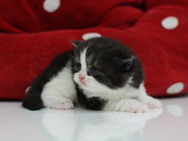 スコティッシュフォールドの子猫画像