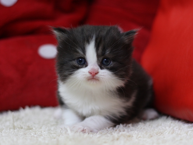 スコティッシュフォールドの子猫画像