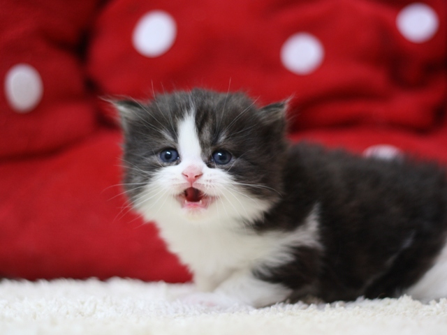 スコティッシュフォールドの子猫画像