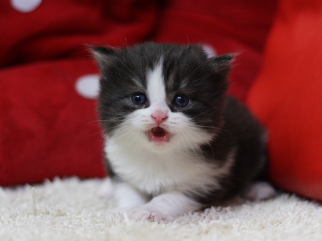 スコティッシュフォールドの子猫画像