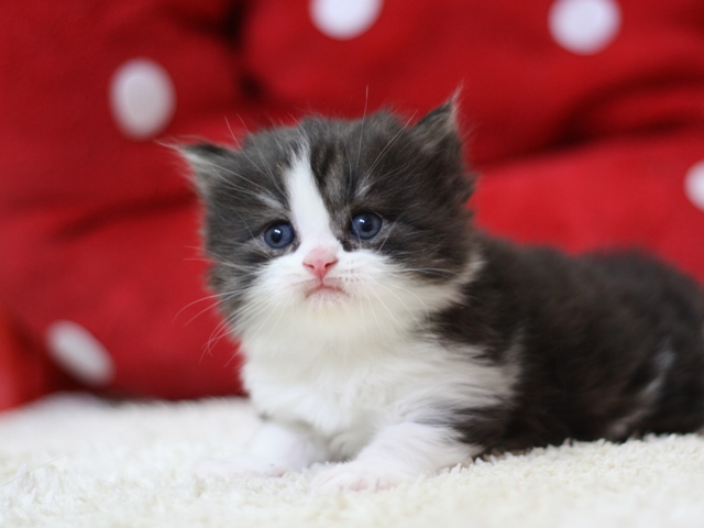 スコティッシュフォールドの子猫画像