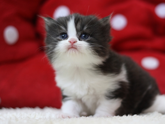 スコティッシュフォールドの子猫画像