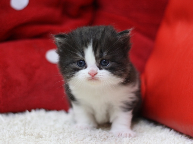 スコティッシュフォールドの子猫画像