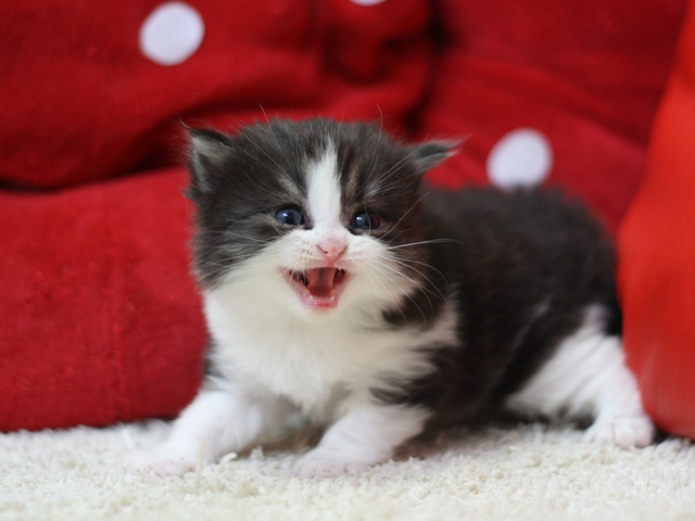 スコティッシュフォールドの子猫画像