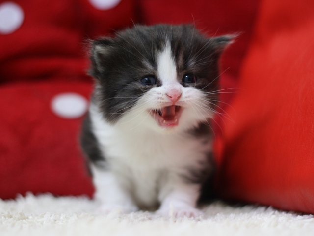 スコティッシュフォールドの子猫画像