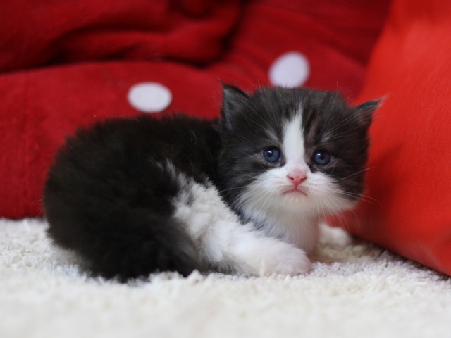 スコティッシュフォールドの子猫画像