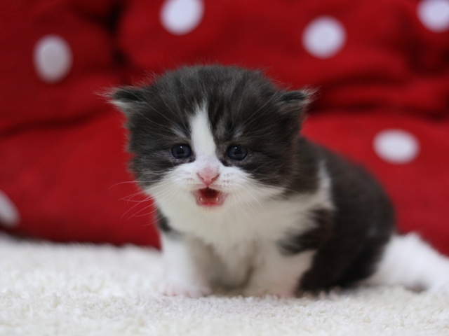 スコティッシュフォールドの子猫画像