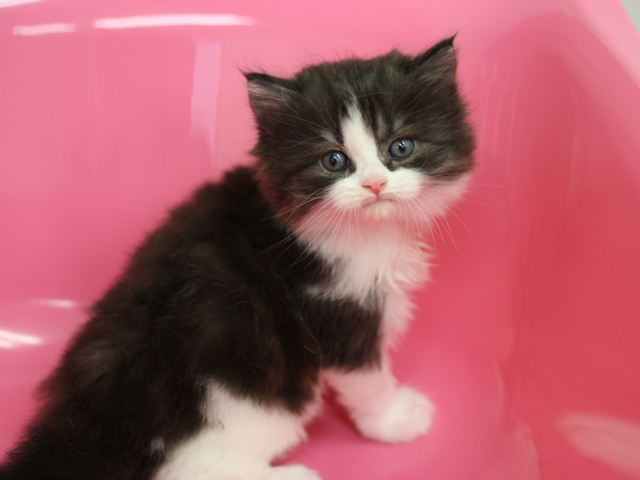 スコティッシュフォールドの子猫画像