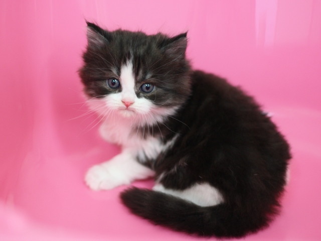 スコティッシュフォールドの子猫画像