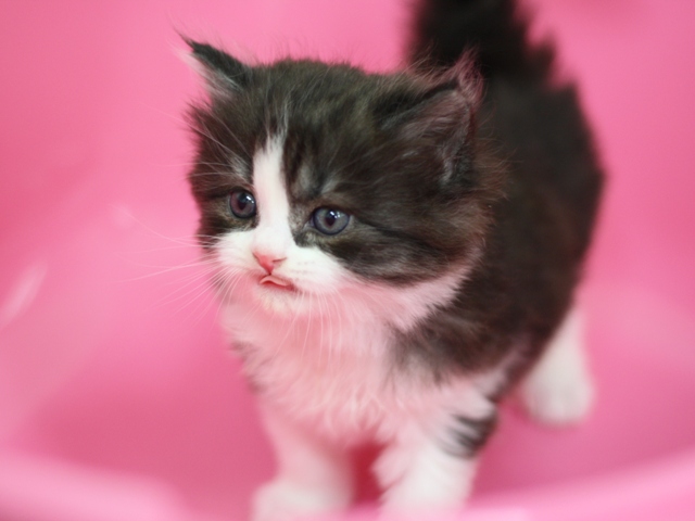 スコティッシュフォールドの子猫画像