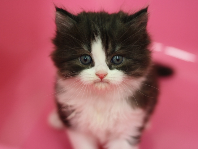 スコティッシュフォールドの子猫画像