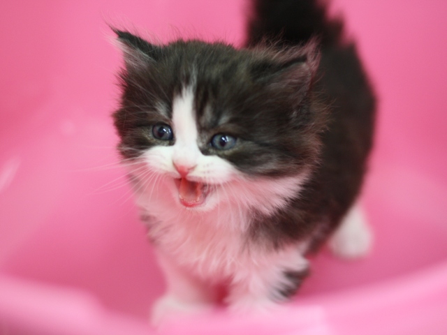 スコティッシュフォールドの子猫画像