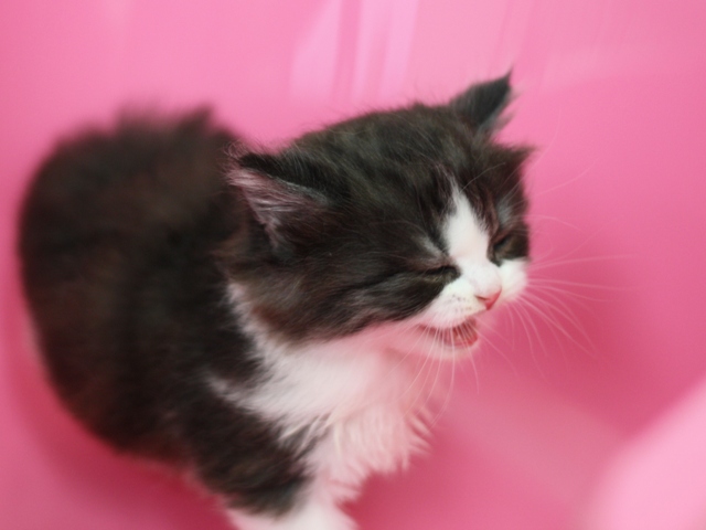 スコティッシュフォールドの子猫画像
