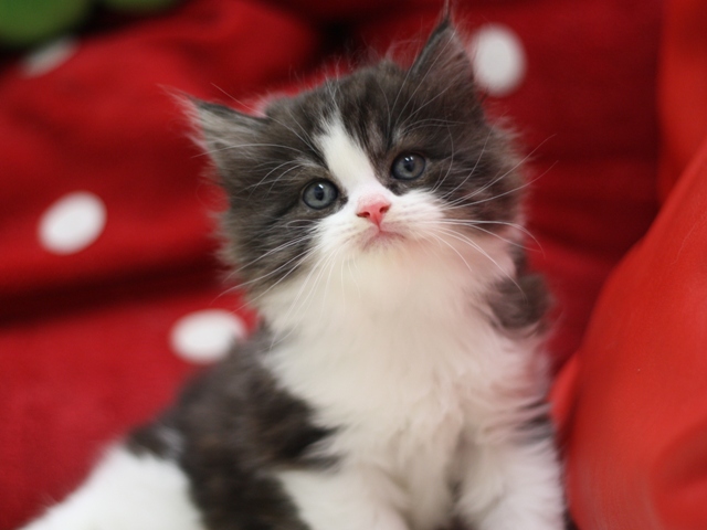 スコティッシュフォールドの子猫画像