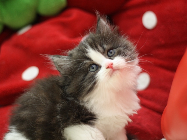 スコティッシュフォールドの子猫画像
