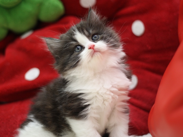 スコティッシュフォールドの子猫画像