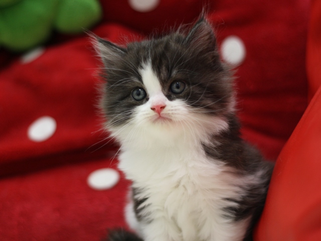 スコティッシュフォールドの子猫画像