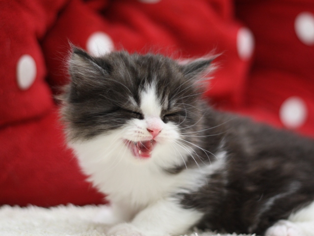 スコティッシュフォールドの子猫画像