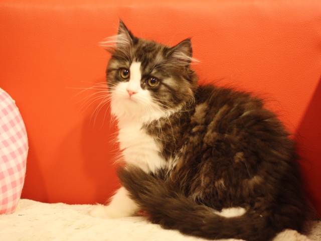 スコティッシュフォールドの子猫画像