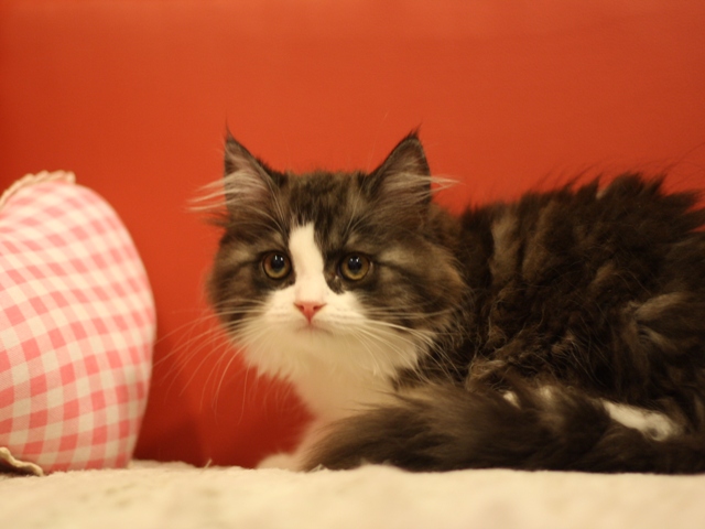 スコティッシュフォールドの子猫画像
