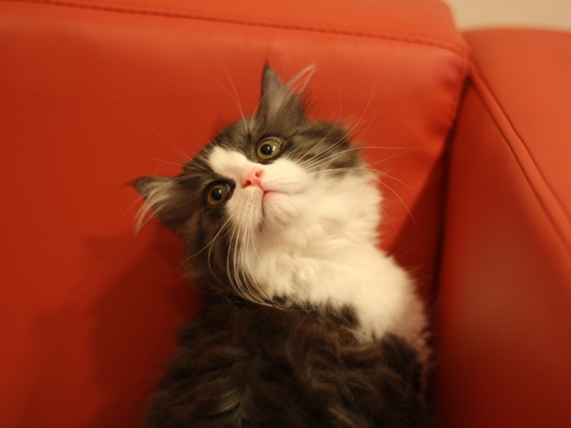 スコティッシュフォールドの子猫画像