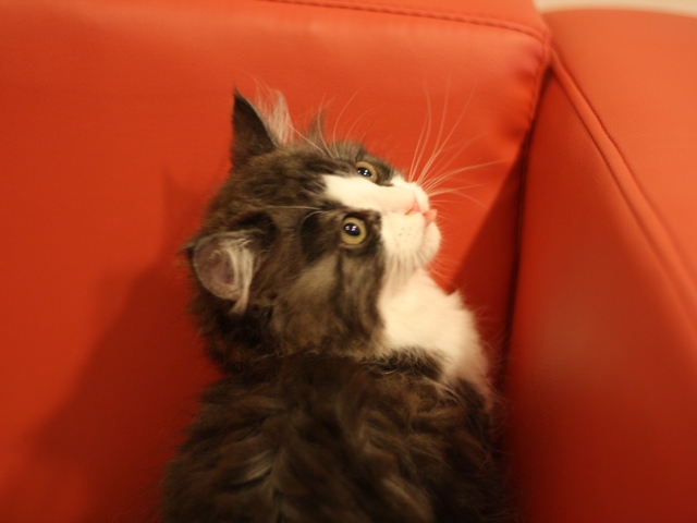 スコティッシュフォールドの子猫画像
