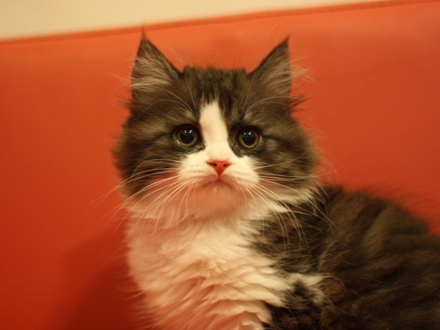 スコティッシュフォールドの子猫画像