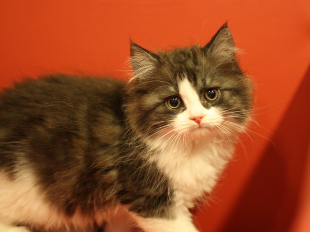 スコティッシュフォールドの子猫画像