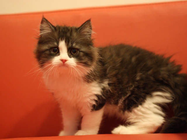 スコティッシュフォールドの子猫画像