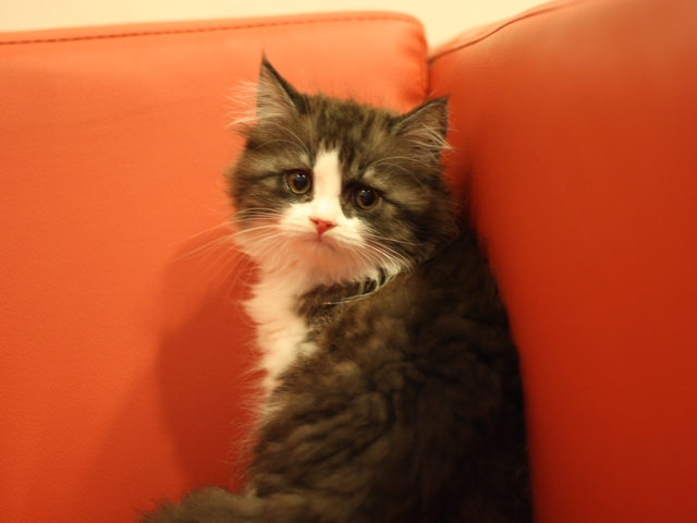 スコティッシュフォールドの子猫画像