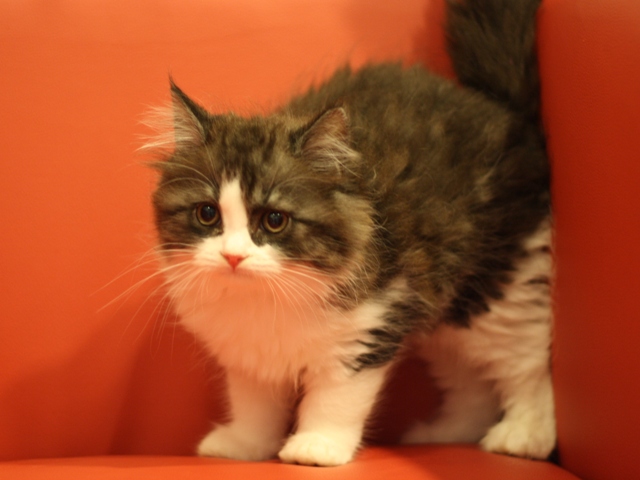 スコティッシュフォールドの子猫画像