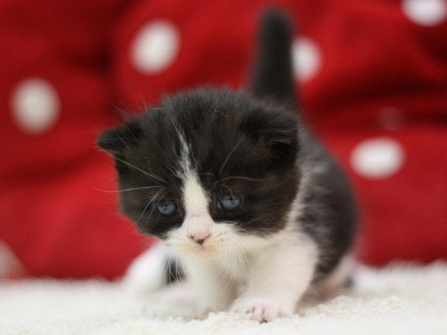 スコティッシュフォールドの子猫画像