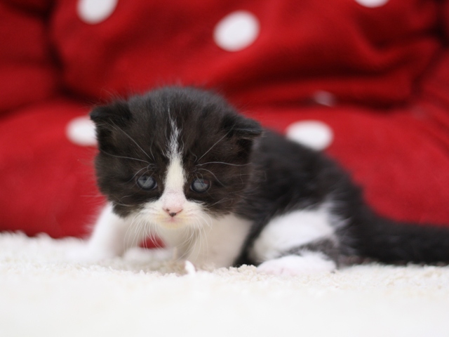 スコティッシュフォールドの子猫画像