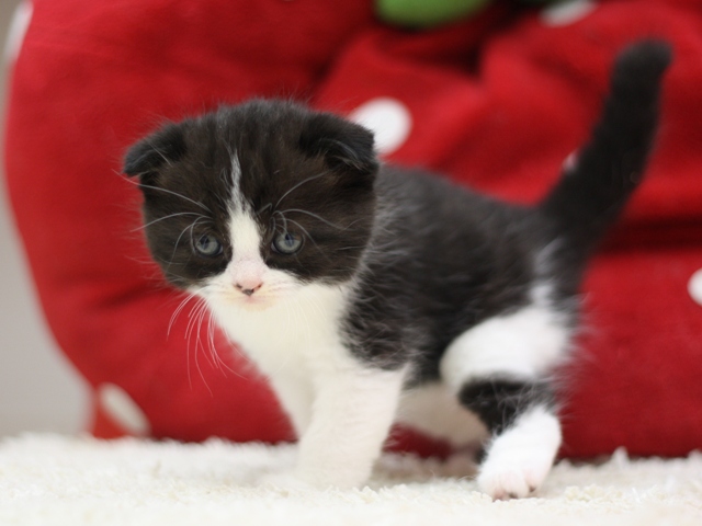 スコティッシュフォールドの子猫画像