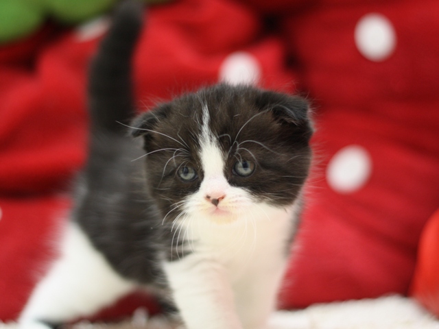 スコティッシュフォールドの子猫画像