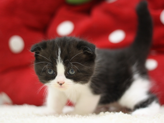 スコティッシュフォールドの子猫画像